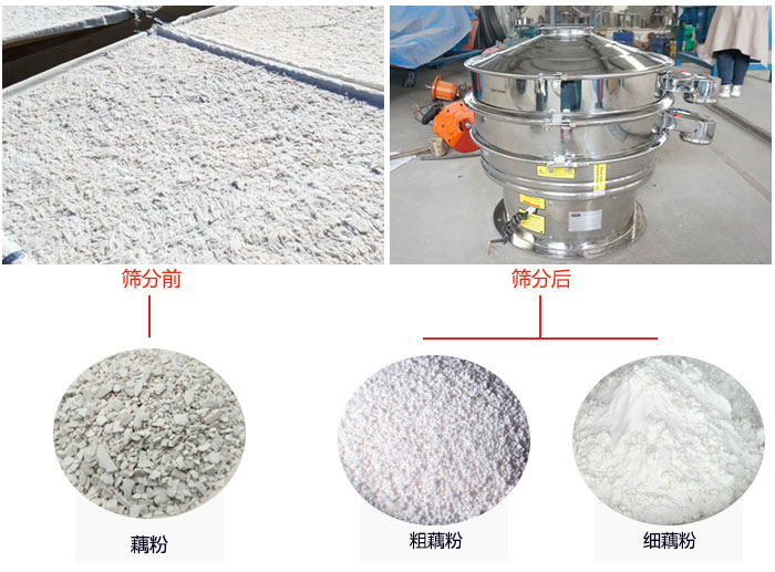 蓮藕淀粉曬干，采用304不銹鋼材質(zhì)藕粉振動(dòng)篩篩分后前后對比效果圖展示。